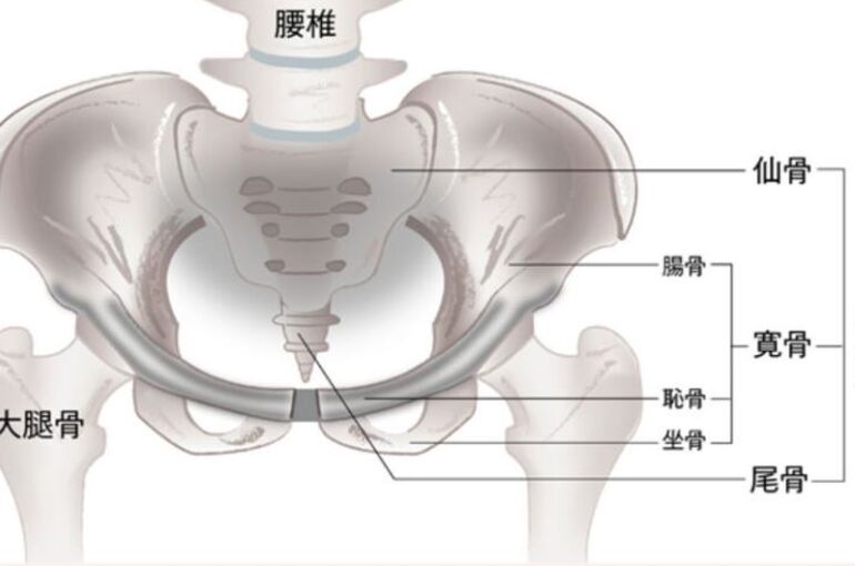 キャプチャ骨盤