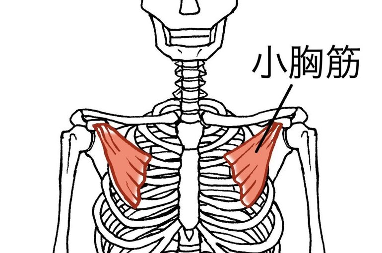 小胸筋