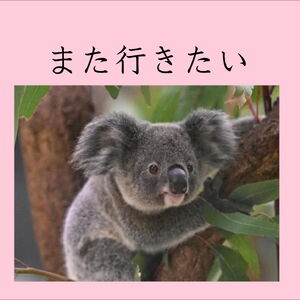 コアラ横