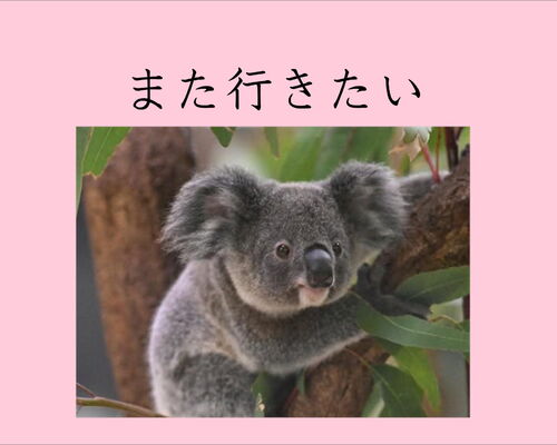 コアラ横