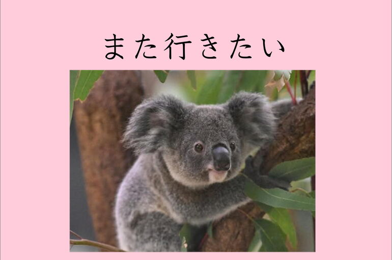 コアラ横